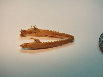 Media type: image;   Herpetology R-18364